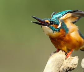 Kingfisher Bird