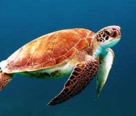 Sea Turtle