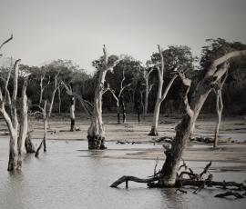 Dead Forest