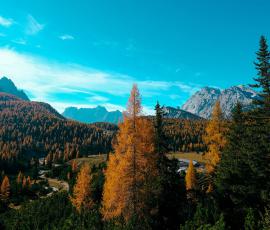 Mountain Forest