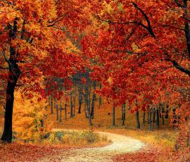 Red Forest