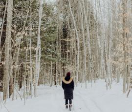 Snowy Forest