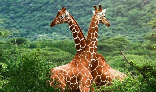 South Africa: Safari Adventures, Stunning Coastlines, and Culture