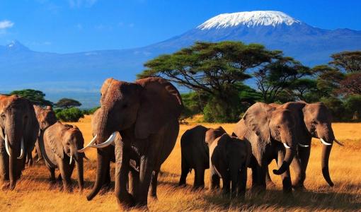 Kenya: Discover Wildlife Safaris, National Parks, and Landscapes