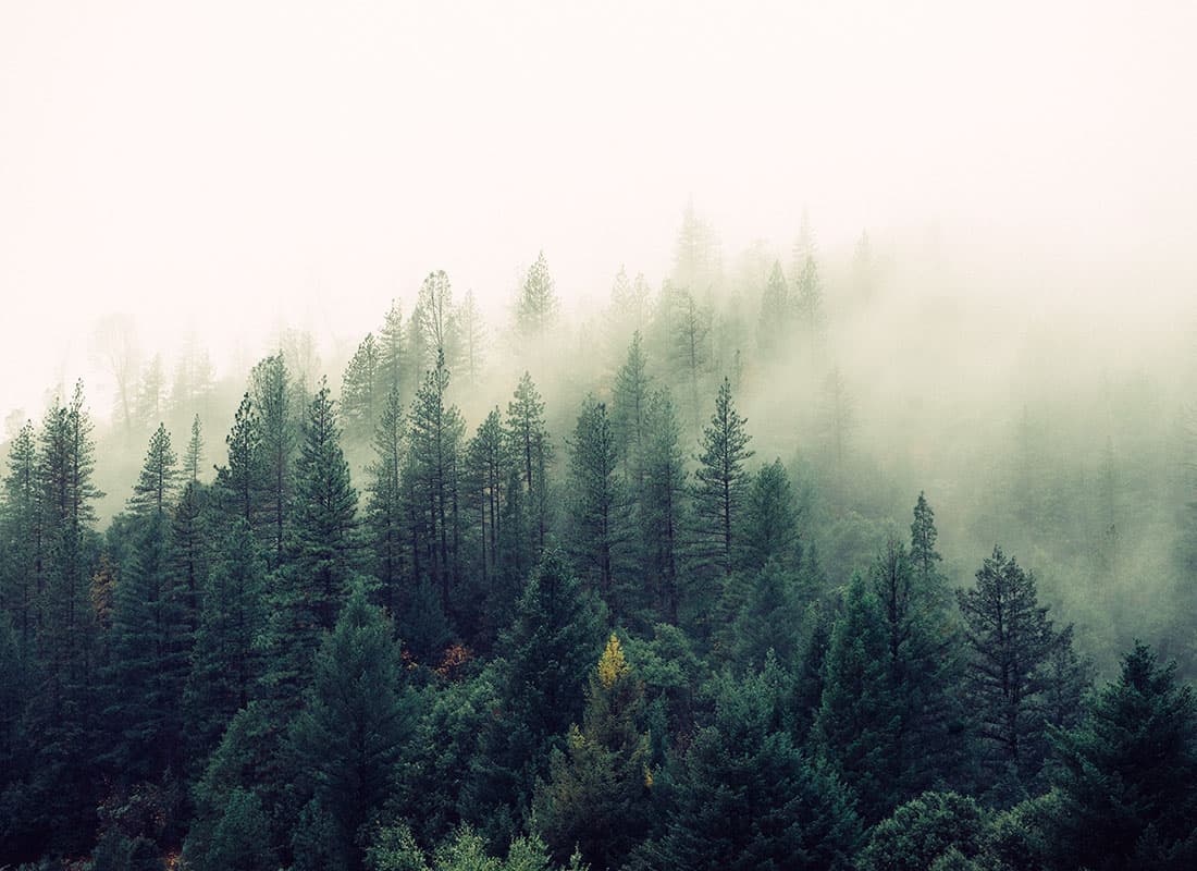 Forest in fog